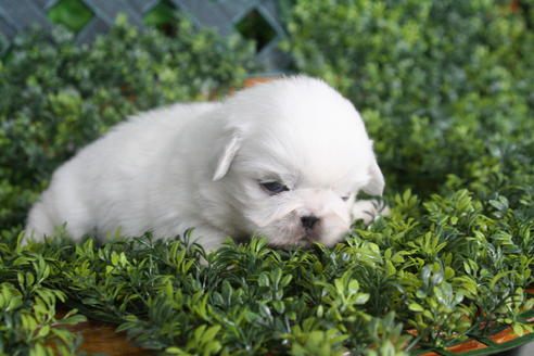 成約済の京都府のペキニーズ-30663の1枚目