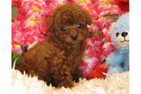 成約済の茨城県のトイプードル-30677の1枚目