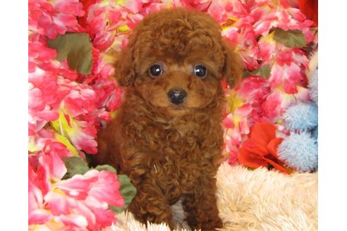 成約済の茨城県のトイプードル-30677の2枚目