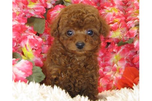 成約済の茨城県のトイプードル-30677の3枚目