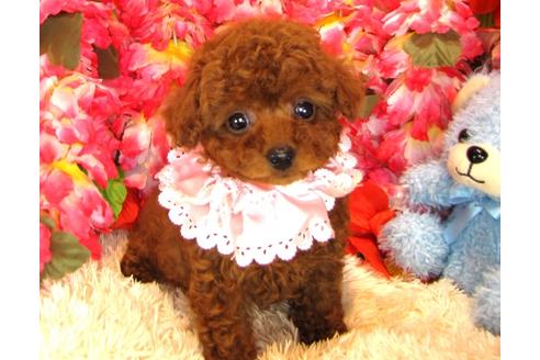 成約済の茨城県のトイプードル-30677の4枚目