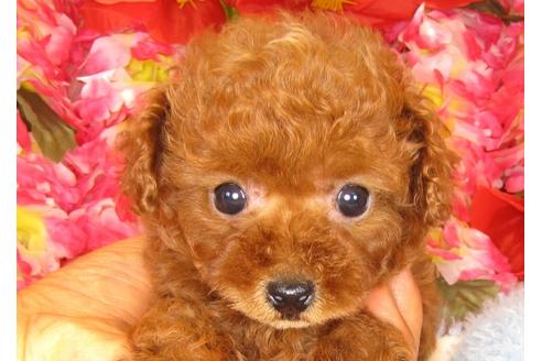 成約済の茨城県のトイプードル-30678の1枚目