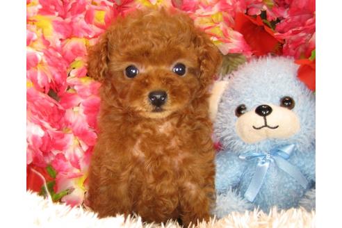 成約済の茨城県のトイプードル-30678の2枚目