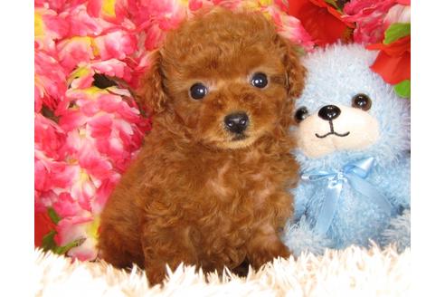 成約済の茨城県のトイプードル-30678の4枚目