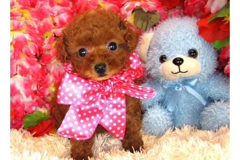 成約済の茨城県のトイプードル-30678の5枚目