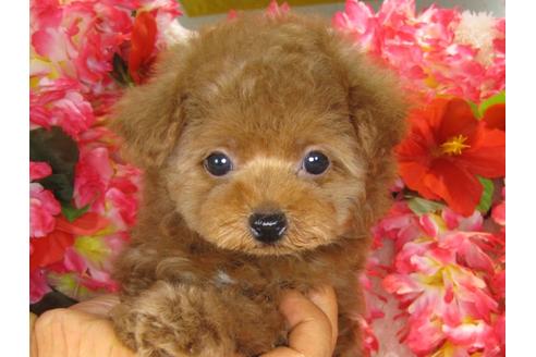 成約済の茨城県のトイプードル-30679の1枚目