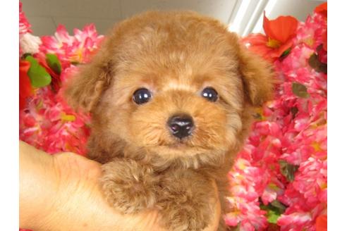 成約済の茨城県のトイプードル-30679の2枚目