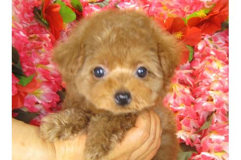 成約済の茨城県のトイプードル-30679の3枚目