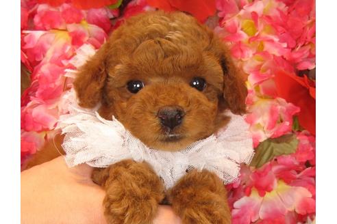 成約済の茨城県のトイプードル-30680の1枚目