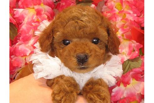 成約済の茨城県のトイプードル-30680の2枚目