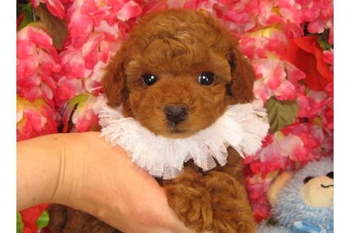 成約済の茨城県のトイプードル-30680の3枚目