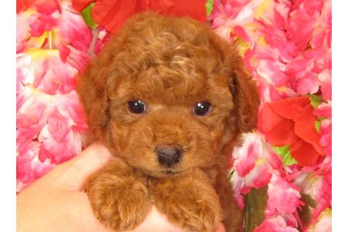 成約済の茨城県のトイプードル-30680の4枚目