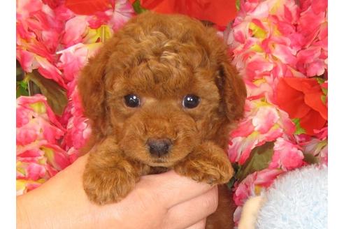 成約済の茨城県のトイプードル-30680の5枚目