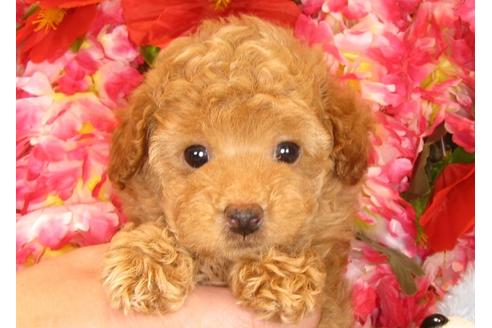 成約済の茨城県のトイプードル-30681の2枚目