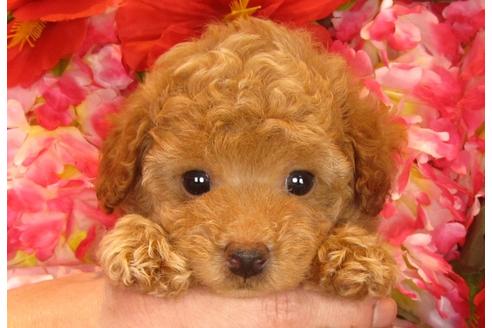 成約済の茨城県のトイプードル-30681の3枚目