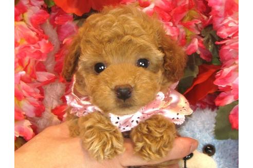 成約済の茨城県のトイプードル-30681の5枚目