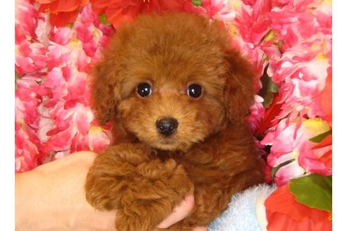 成約済の茨城県のトイプードル-30682の2枚目