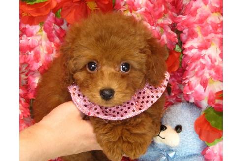 成約済の茨城県のトイプードル-30682の3枚目