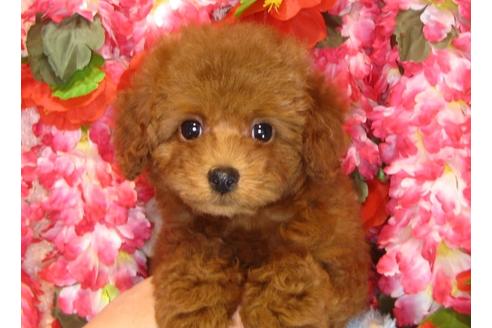 成約済の茨城県のトイプードル-30682の4枚目