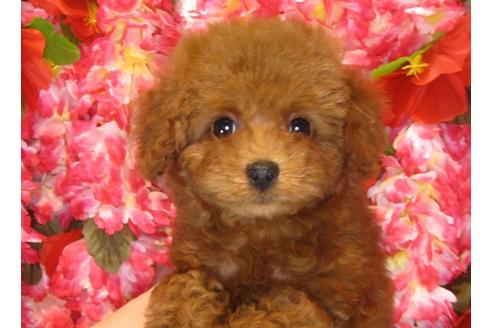 成約済の茨城県のトイプードル-30682の5枚目