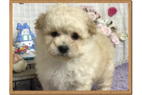 成約済の埼玉県のトイプードル-30410の2枚目