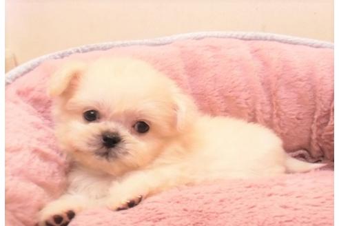 成約済の大阪府のミックス犬-30695の5枚目