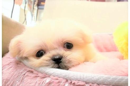 成約済の大阪府のミックス犬-30695の4枚目