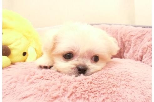 成約済の大阪府のミックス犬-30695の3枚目