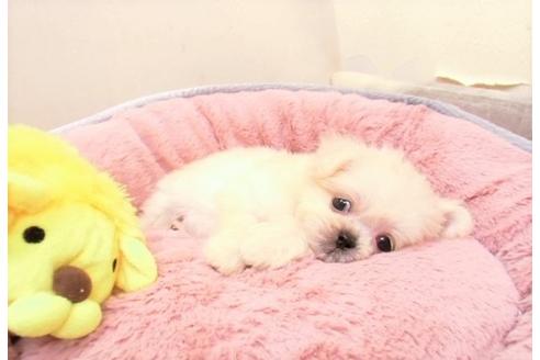 成約済の大阪府のミックス犬-30695の2枚目
