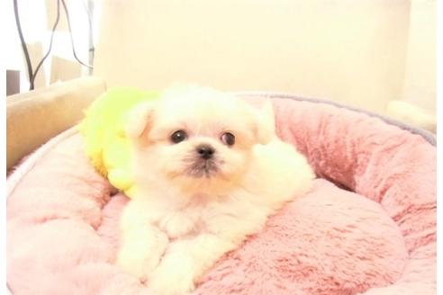 成約済の大阪府のミックス犬-30695の1枚目