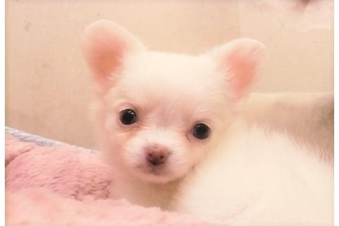 成約済の大阪府のチワワ-30696の3枚目