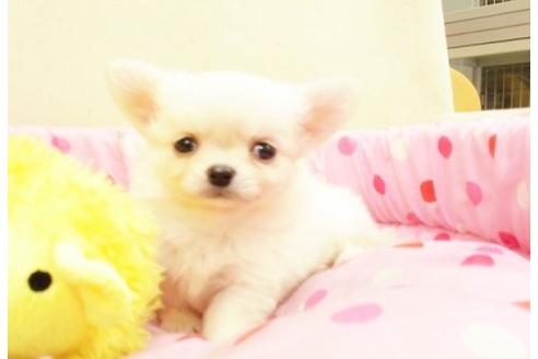 成約済の大阪府のチワワ-30697の1枚目