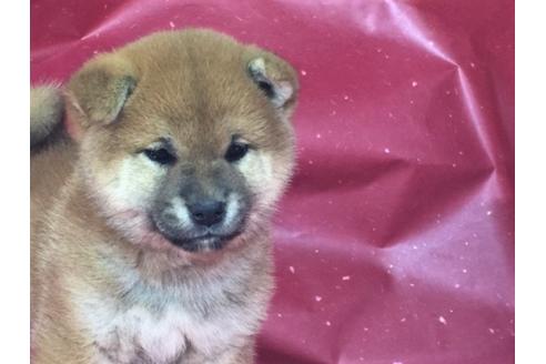 成約済の愛知県の柴犬-30698の3枚目