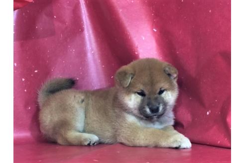 成約済の愛知県の柴犬-30698の1枚目