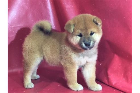 成約済の愛知県の柴犬-30698の2枚目