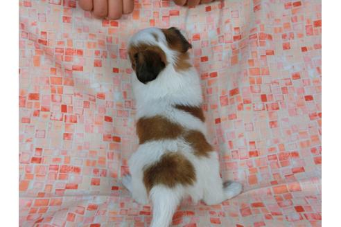 成約済の千葉県のパピヨン-30262の4枚目
