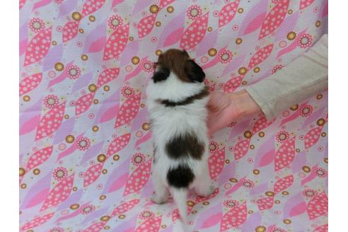 成約済の千葉県のパピヨン-30128の4枚目