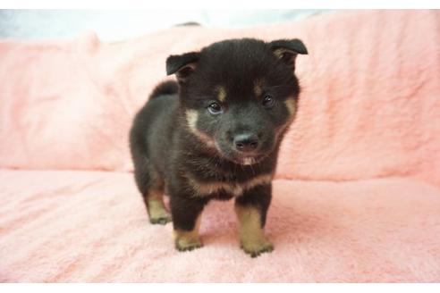 成約済の奈良県の柴犬-30024の4枚目