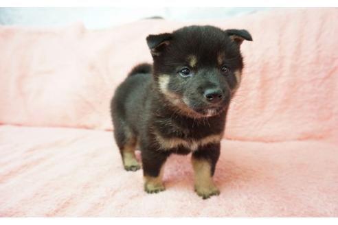 成約済の奈良県の柴犬-30024の5枚目