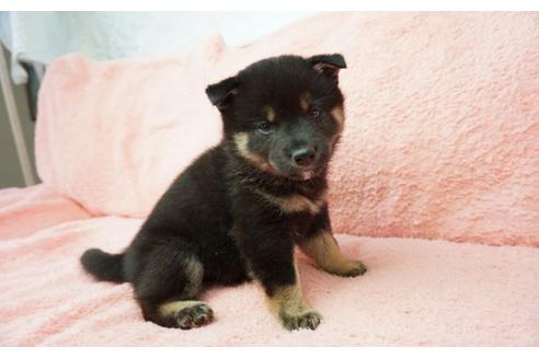 成約済の奈良県の柴犬-30024の1枚目
