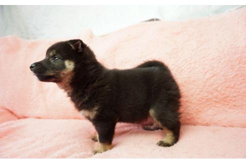 成約済の奈良県の柴犬-30024の2枚目