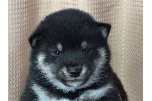 成約済の愛知県の柴犬-30755の1枚目