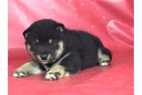 成約済の愛知県の柴犬-30755の3枚目