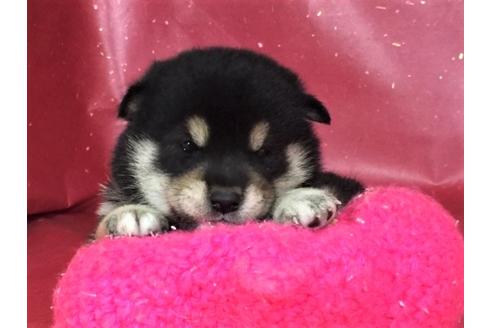 成約済の愛知県の柴犬-30759の3枚目