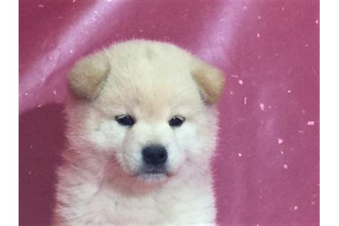 成約済の愛知県の柴犬-30761の1枚目