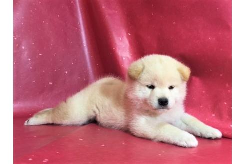 成約済の愛知県の柴犬-30761の2枚目