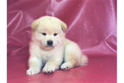 成約済の愛知県の柴犬-30761の3枚目