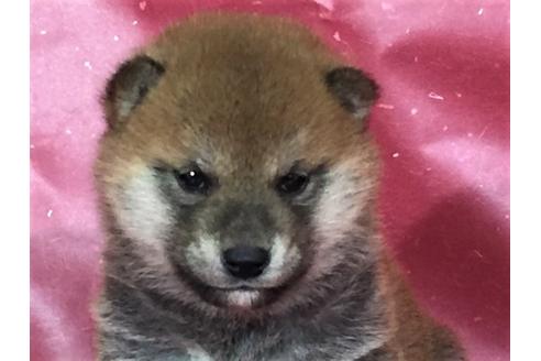 成約済の愛知県の柴犬-30762の1枚目