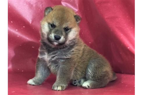 成約済の愛知県の柴犬-30762の2枚目