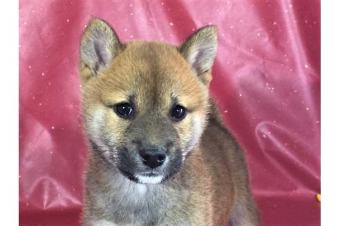 成約済の愛知県の柴犬-30201の1枚目